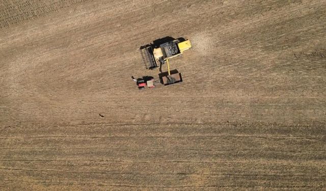 Tohumdan hasada: Ayçiçeğinin bir sezonluk yolculuğu