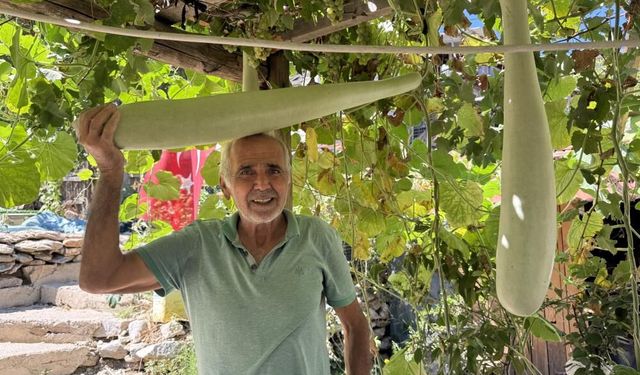 Antalya'da 96 santimetrelik su kabağı şaşkınlığı: Deneme amaçlı ekti, boyu 1 metreye dayandı