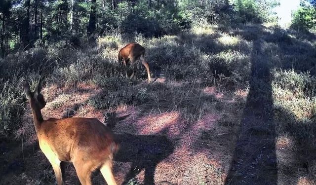 Ganos Dağları'nda karacalar fotokapana yakalandı