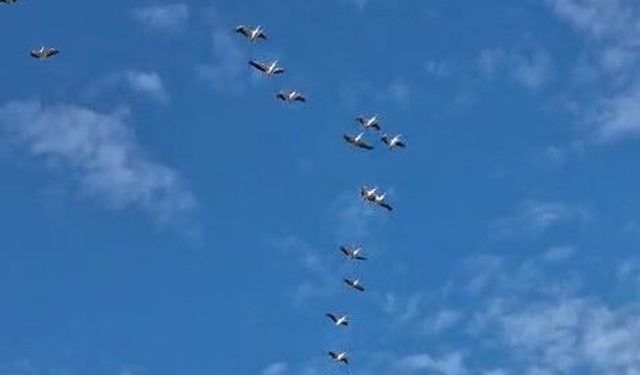 Göç eden leylek sürüsü gökyüzünde görsel şölen oluşturdu