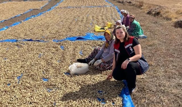 Meriç'te yer fıstığı hasadı başladı