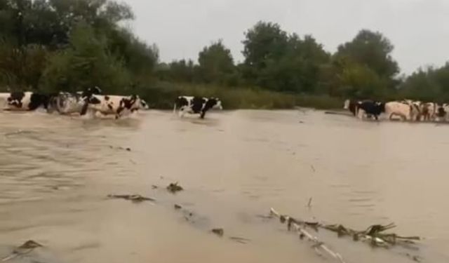 Merayı su bastı, mahsur kalan inekleri sahipleri kurtardı