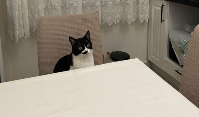 Kırklareli’de Evcil Kedi İlgisi Artıyor