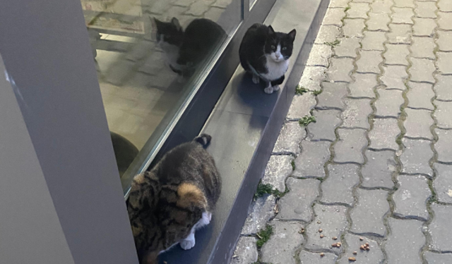 Kırklareli’nde Sokak Kedileri İlgiyle Besleniyor