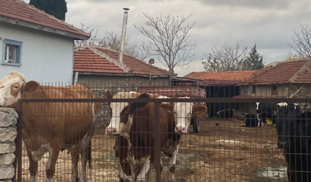 Kırklareli’nde Büyükbaş Hayvancılık Sürüyor
