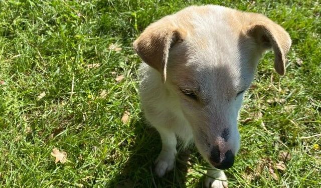 Kırklareli’nde Sevimli Yavru Köpek Objektiflere Yansıdı