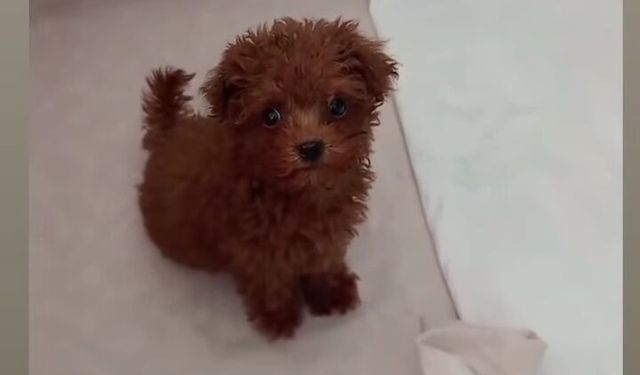 Yavru Köpekler Evlerin Yeni Üyeleri Oluyor