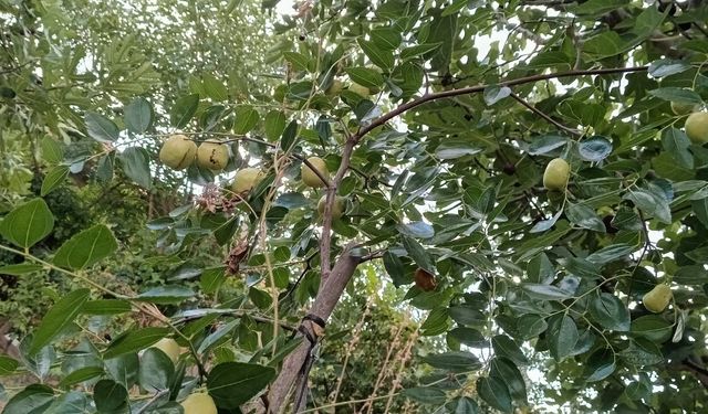 Hünnap Meyveleri Dallarda Olgunlaşıyor