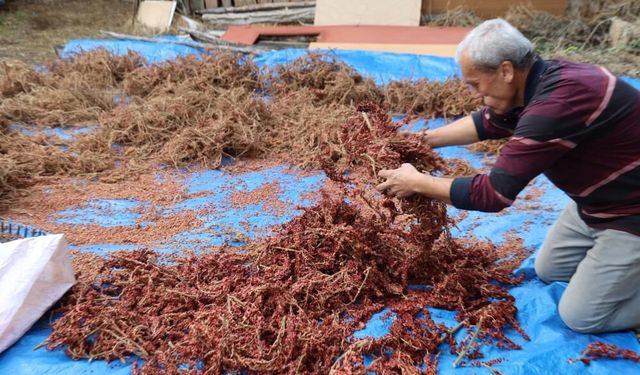 Yabani sumakları aşılanıp üretime kazandırıldı: Kilosu 900 TL’den alıcı buluyor
