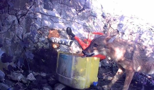 Muratlı'da fotokapan yaban hayatını kaydetti: Gelincik, çakal ve domuz sürüsü görüntülendi
