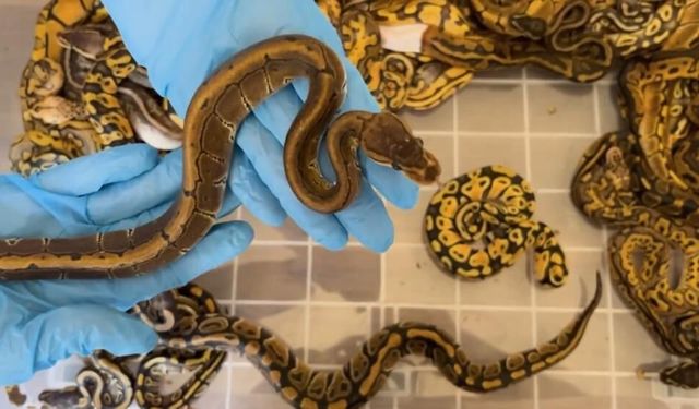 Kapıkule'de Türkiye'ye kaçırılmak istenen 67 canlı piton ele geçirildi
