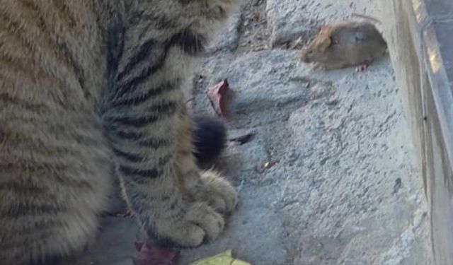 Bir kedi, fareyi diğer kediden korudu