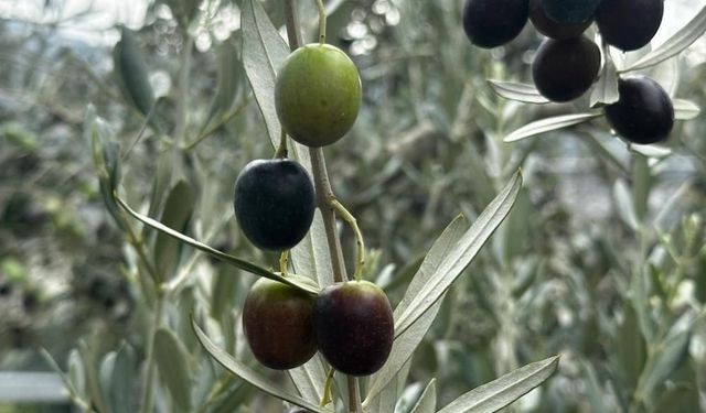 Bursa'da bu sezon 165 bin ton sofralık, 125 bin ton yağlık zeytin bekleniyor