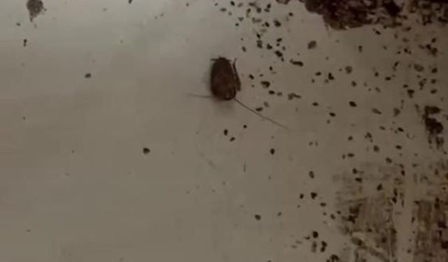 Hamam böceği ve sigara izmaritinden geçilmeyen fırında mide bulandıran görüntüler