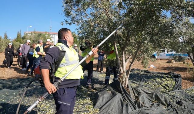 Gençler zeytin hasadını sahada öğrendi