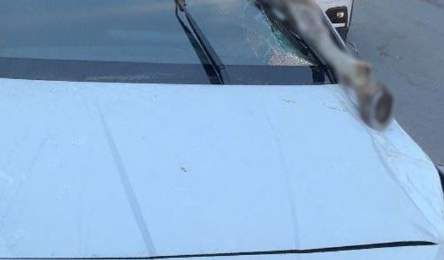 İstanbul'da korkunç kaza: Atın kopan bacağı otomobile saplandı