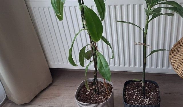 Drasena Bitkisi Ev Dekorasyonunda Tercih Ediliyor