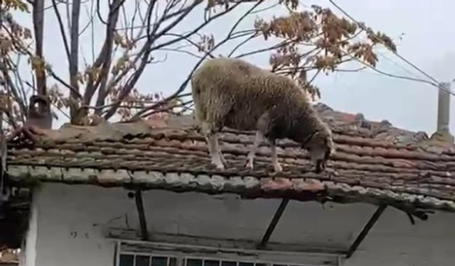 Edirne'de çatıya çıkan koyun şaşırttı: Otları yemek için çatıya çıktı
