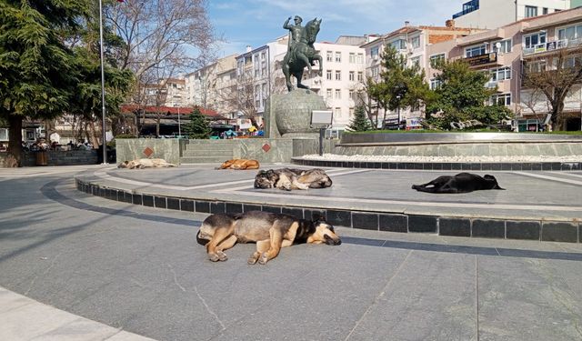 Sokak Köpekleri Güneşli Havayı Değerlendirdi