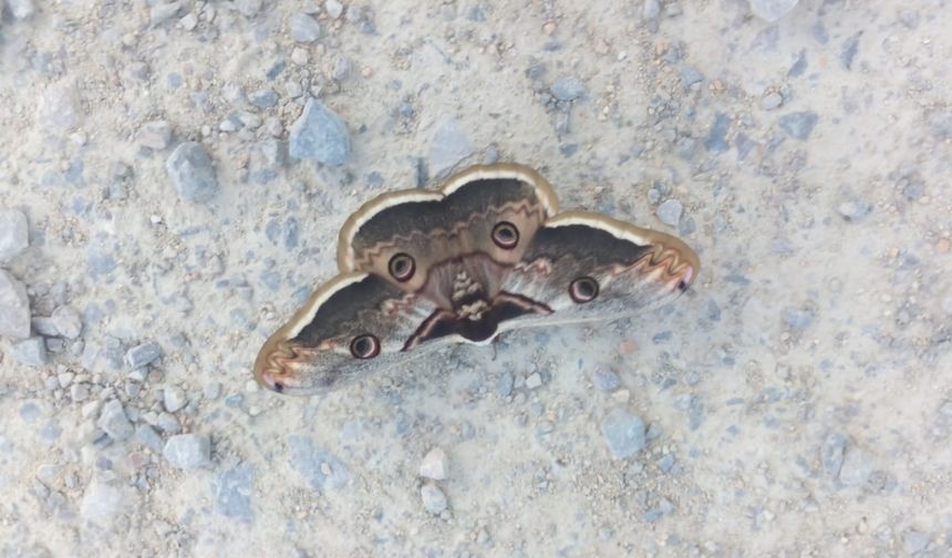 Kırklareli'de Tavus Kelebeği Görüldü