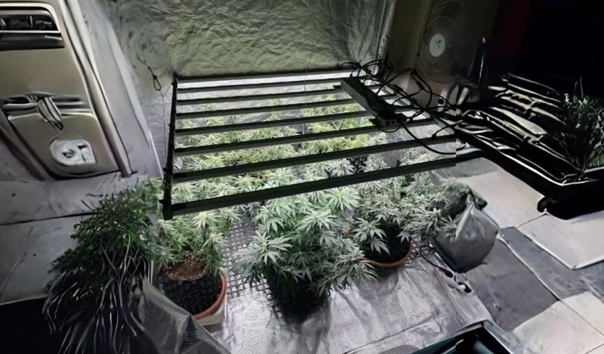 Tekirdağ'da jandarmadan skunk serasına baskın: 1 gözaltı