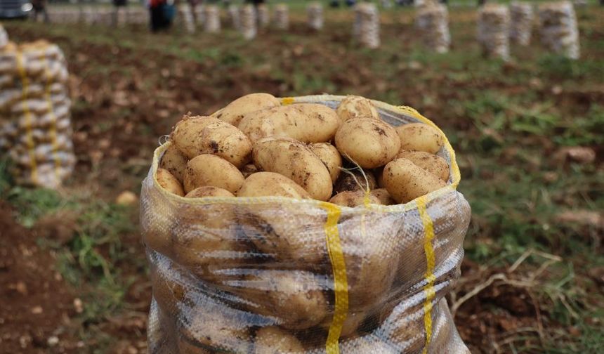 Hepsi geri gönderildi: Yurt dışından gelen 2 bin tondan fazla patates virüslü çıktı