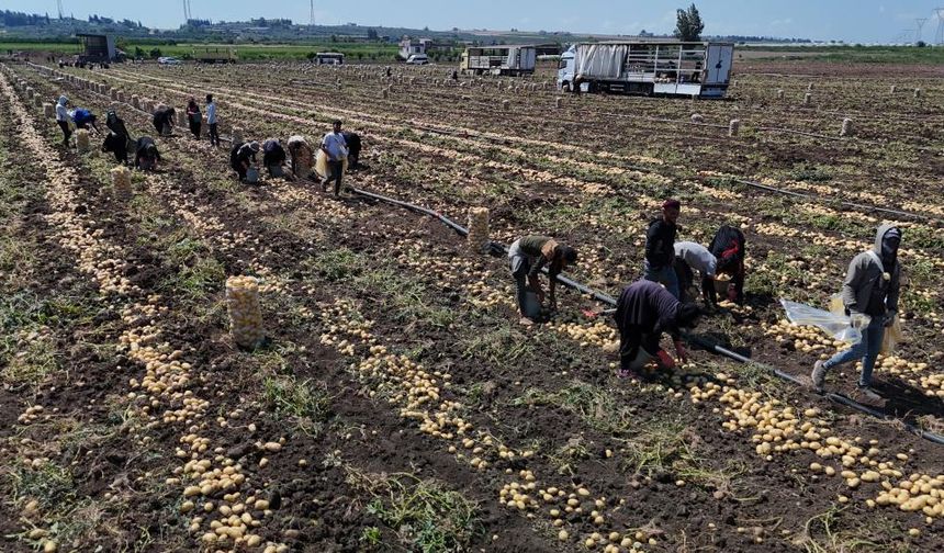 Hasadı süren patateste fiyat 7 liraya kadar geriledi