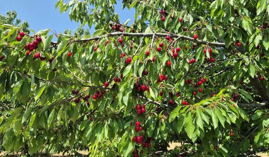 Tekirdağ'da kirazda kalite yükseldi: 3 bin ton rekolte beklentisi