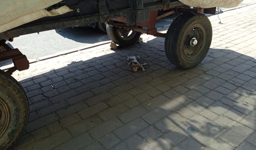 Sıcaktan Bunalan Kedi Römork Gölgesine Sığındı