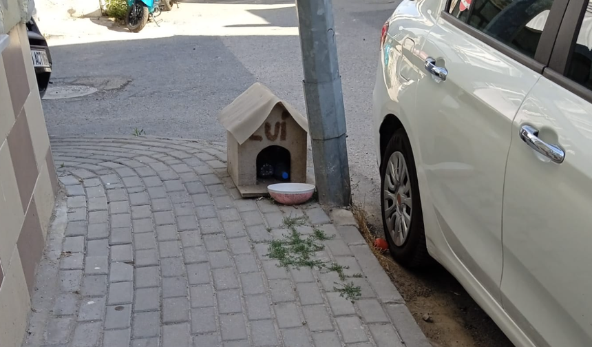Sokak Hayvanları İçin Kulübe Konuldu