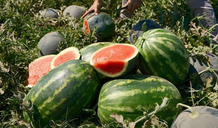 Karpuzun fiyatı 70 kilometrede 30'a katlanıyor