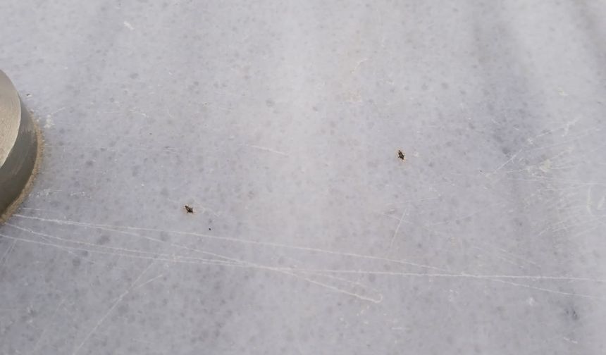 Balkon ve Cam Kenarlarını Dantel Böcekleri Sardı