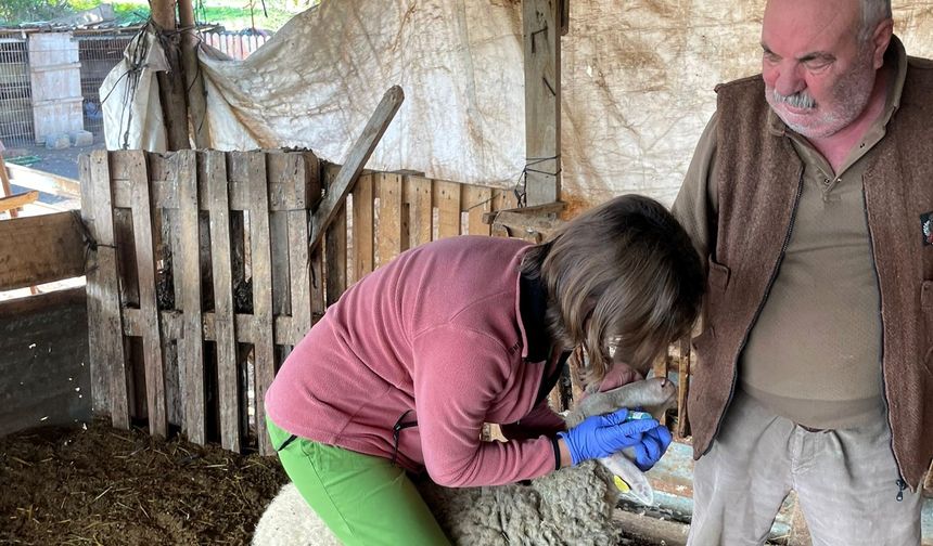 Pehlivanköy’de Küçükbaş Hayvanlara Aşılama Yapıldı