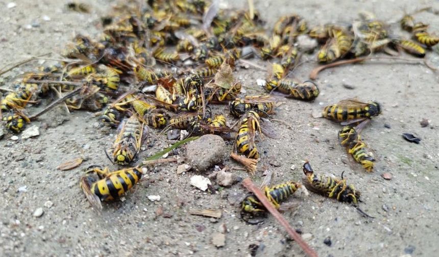 Evin çatısına yuva yapan eşek arıları hastanelik etti