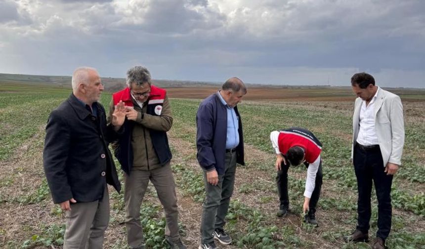 Tekirdağ'da anıza kanola ekimi