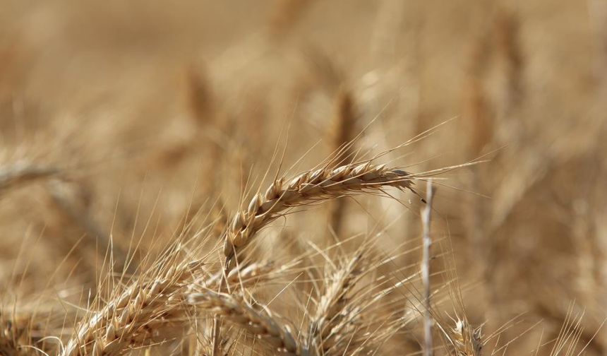 Küresel tahıl üretiminde 105 milyon tonluk rekor artış bekleniyor