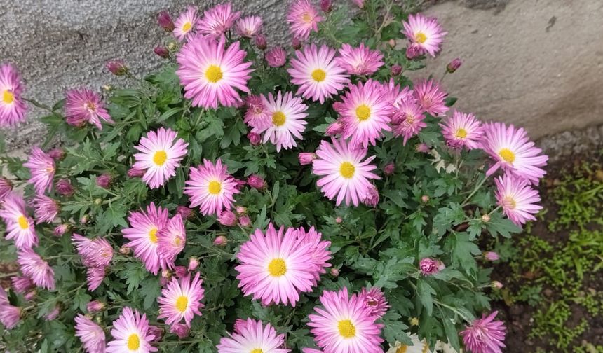 Kırklareli’nde Sonbaharın Rengi: Kasımpatılar