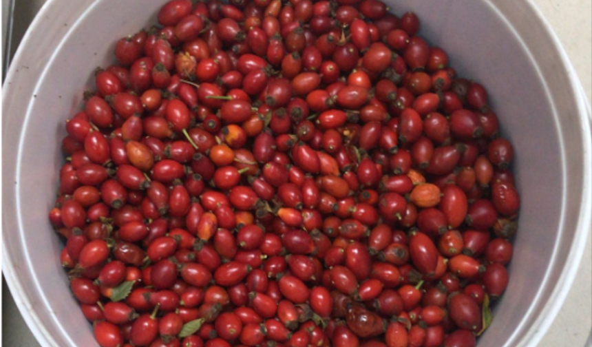 Kırklareli’nde Kuşburnu Hasadı Başladı