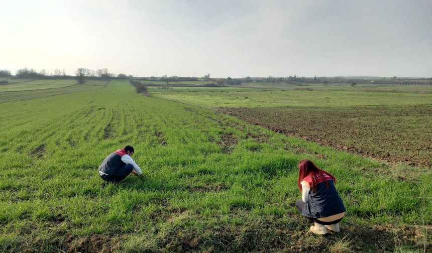 Buğday Ekiliş Alanlarında Teknik İnceleme