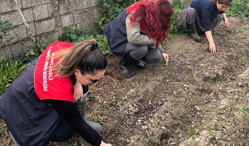 Pehlivanköy’de Salep Ekiliş Alanlarında Teknik İnceleme