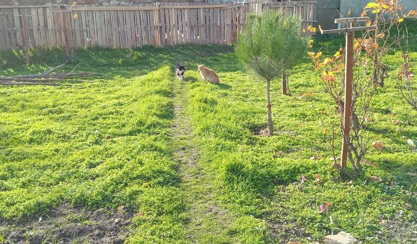 Yeşil Alanda Kedilerin Sakin Anları Görüntülendi