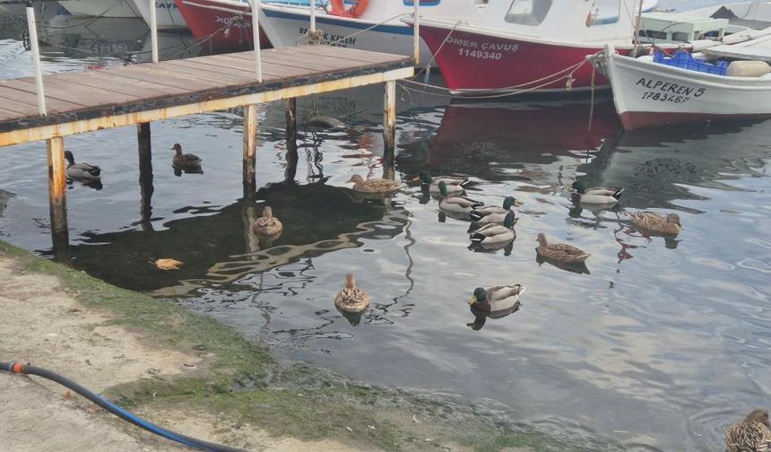 Limanın maskotu ördekler