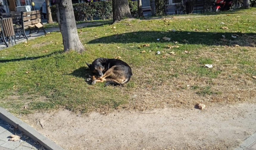 Soğuk Havada Sokak Hayvanları Güneşe Sığındı