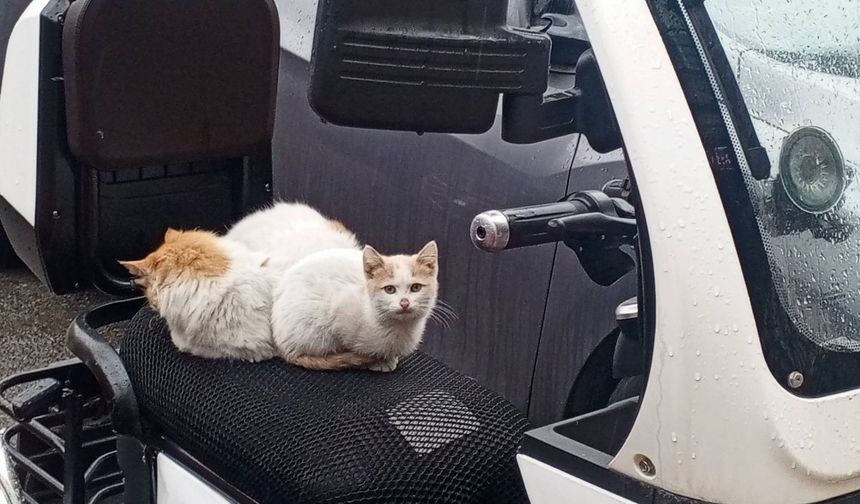 Yağmurdan Kaçan Anne Kedi ve Yavrusu Elektrikli Motosiklette Görüntülendi