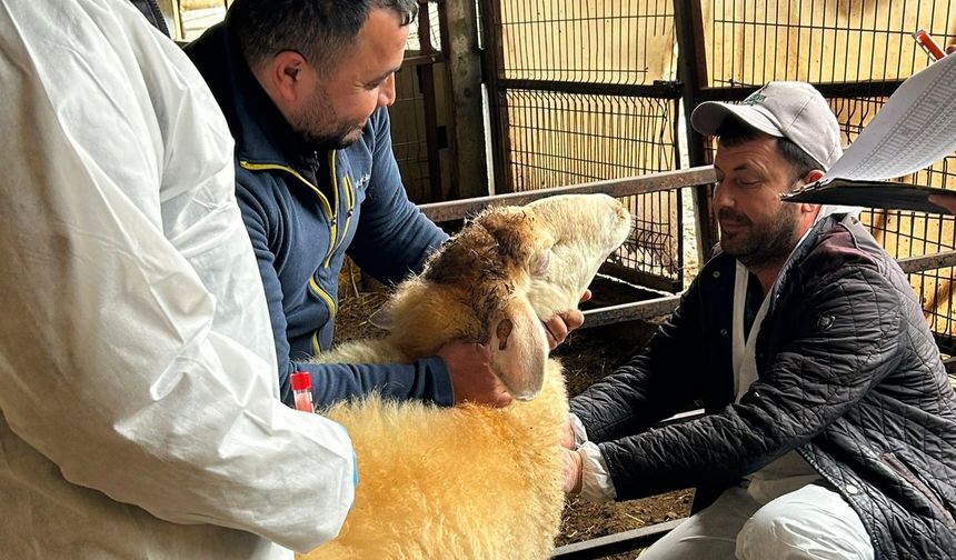 Kayalı Köyü’nde Küçükbaş İşletmeye Teknik Denetim