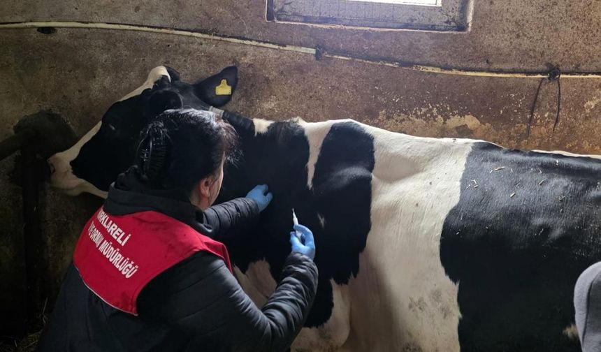 Kırklareli’nde Şap Aşılama Programı Sürüyor