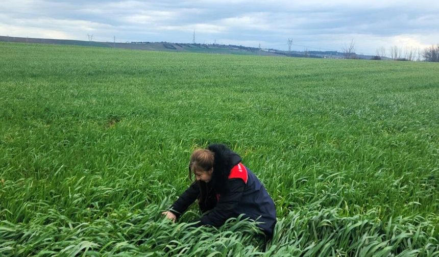 Hububat Ekili Alanlarda Teknik Kontroller Yapıldı