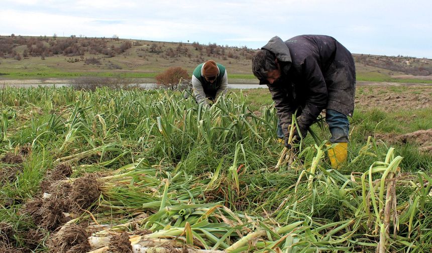 Lüleburgaz’da Pırasa Hasadı Denetim Altında Yapılıyor