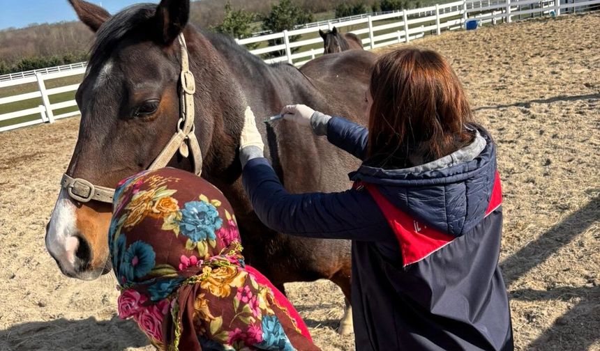 Vize’de Safkan Atlara Aşılama ve Kontrol Yapıldı