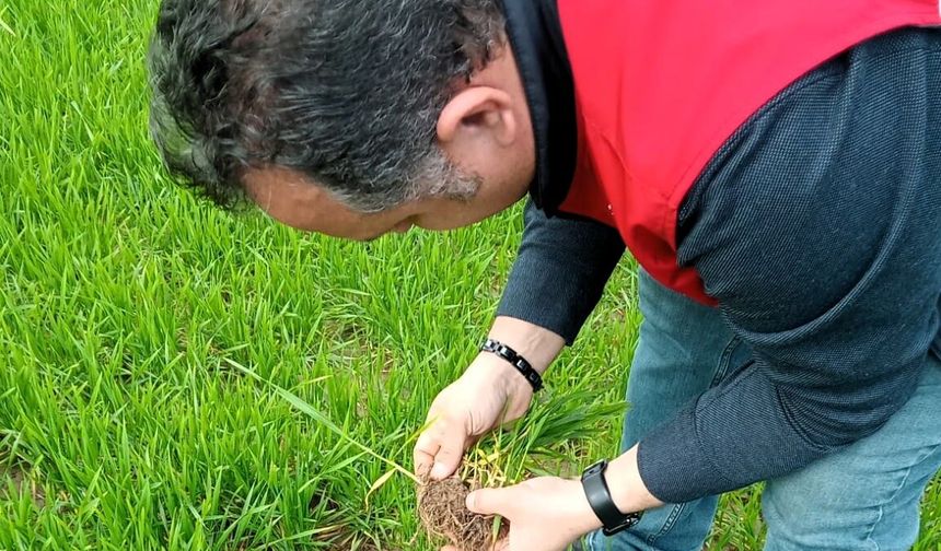 Lüleburgaz’da Kanola ve Buğday Tarlalarına Teknik Denetim
